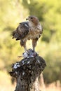 Iberian imperial eagle Royalty Free Stock Photo